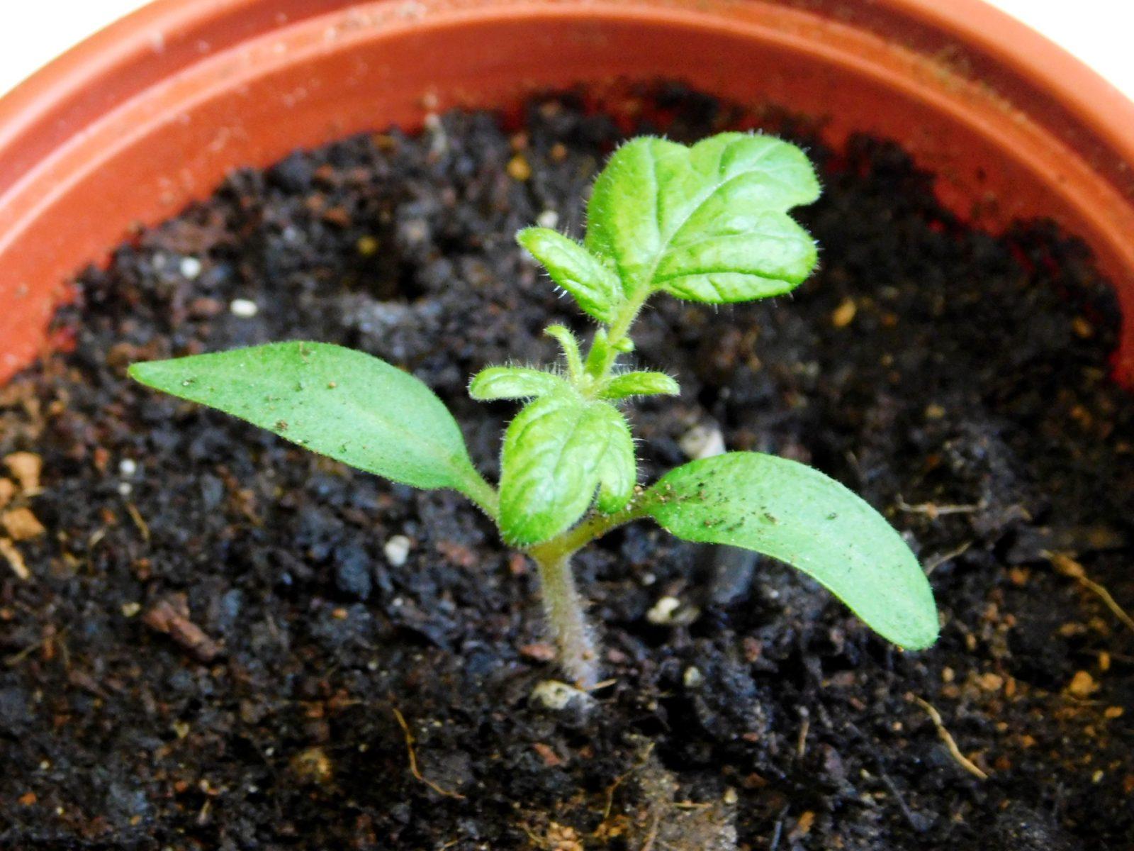 Сроки посева на рассаду томатов