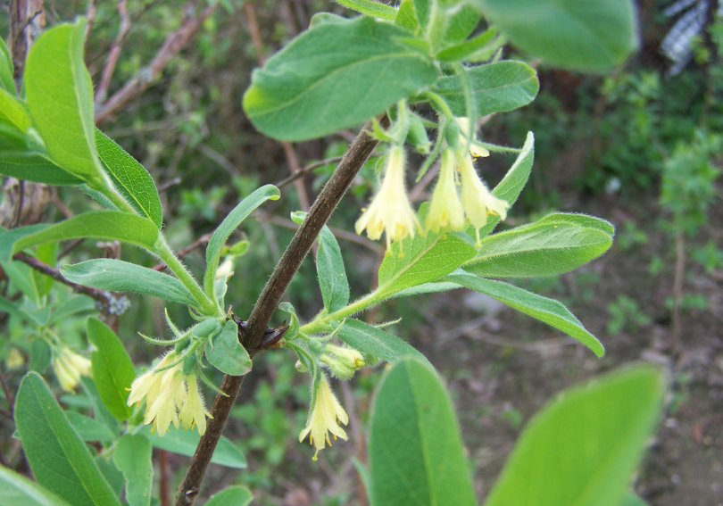 Жимолость отблагодарит первыми вкусными ягодами