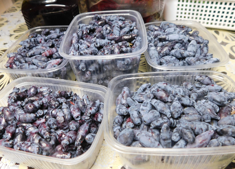 Жимолость отблагодарит первыми вкусными ягодами