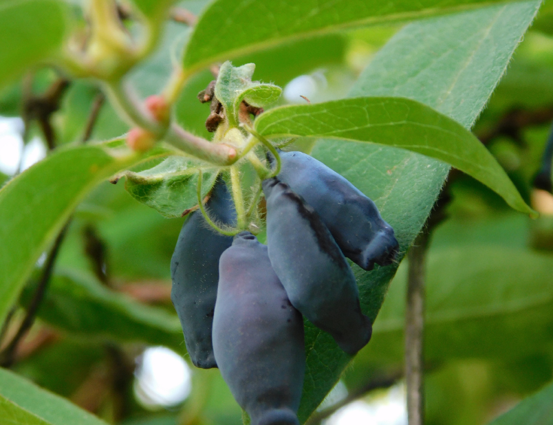 Жимолость отблагодарит первыми вкусными ягодами