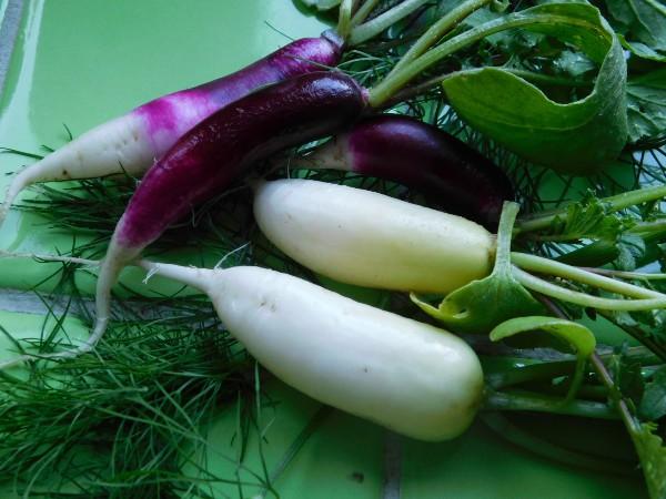 Редис: мой ТОП сортов