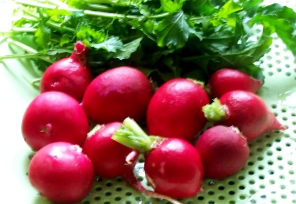 Редис: мой ТОП сортов