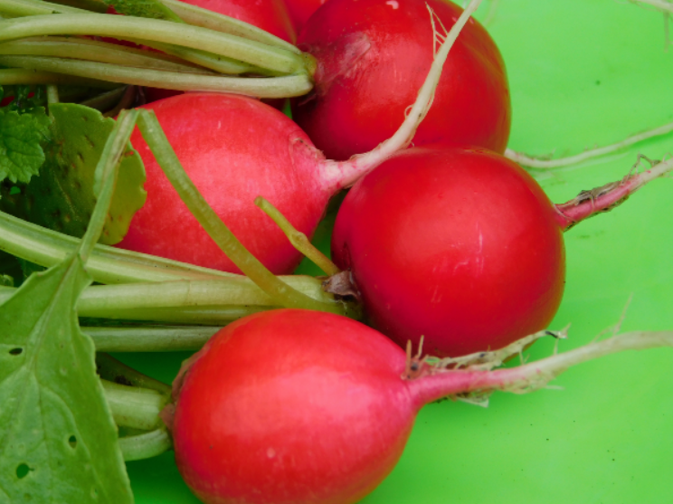 Редис: мой ТОП сортов